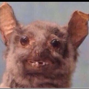 Meet your Posher, Abbey